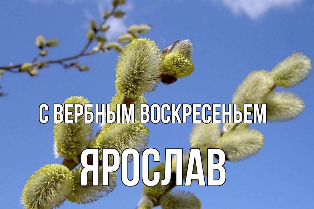 Открытка на каждый день с именем, Ярослав С вербным воскресеньем верба Прикольная открытка с пожеланием онлайн скачать бесплатно 