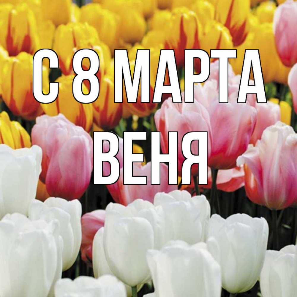 Открытка на каждый день с именем, Веня С 8 марта разноцветные цветы Прикольная открытка с пожеланием онлайн скачать бесплатно 