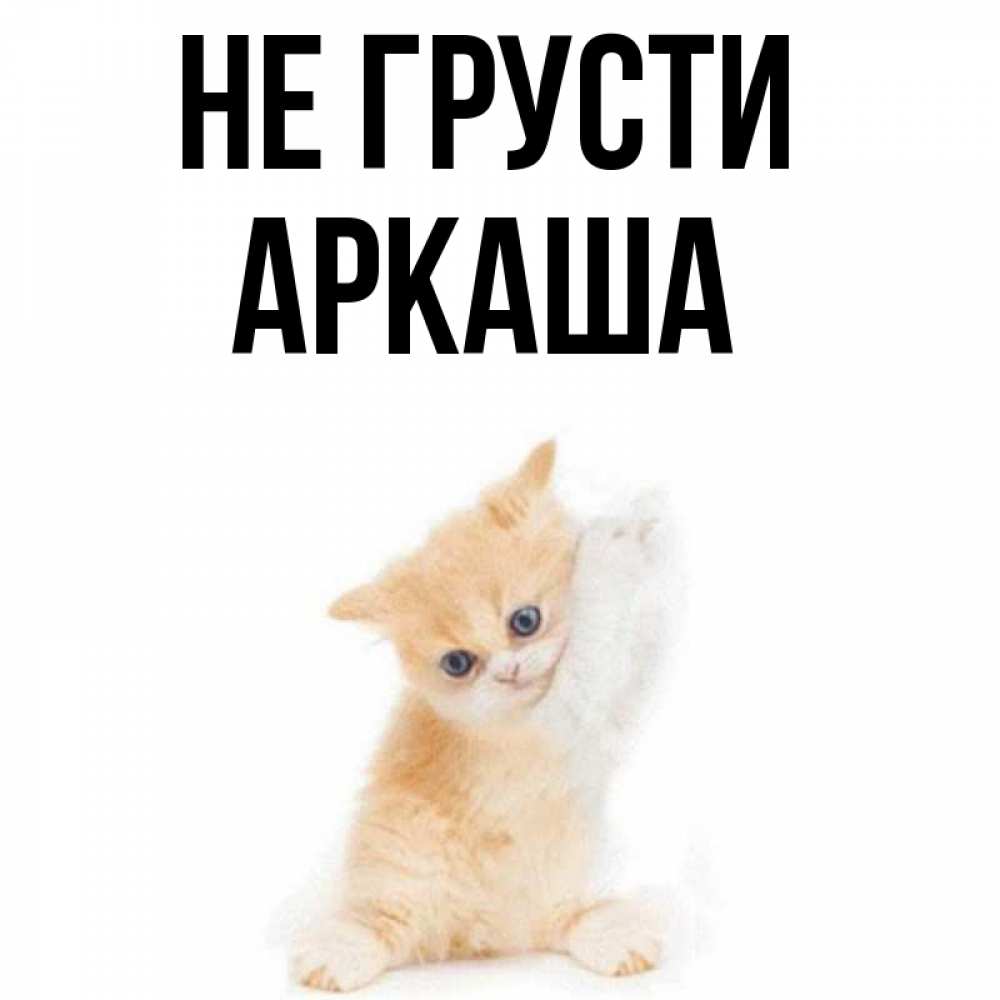 Открытка на каждый день с именем, Аркаша Не грусти просящий кот Прикольная открытка с пожеланием онлайн скачать бесплатно 