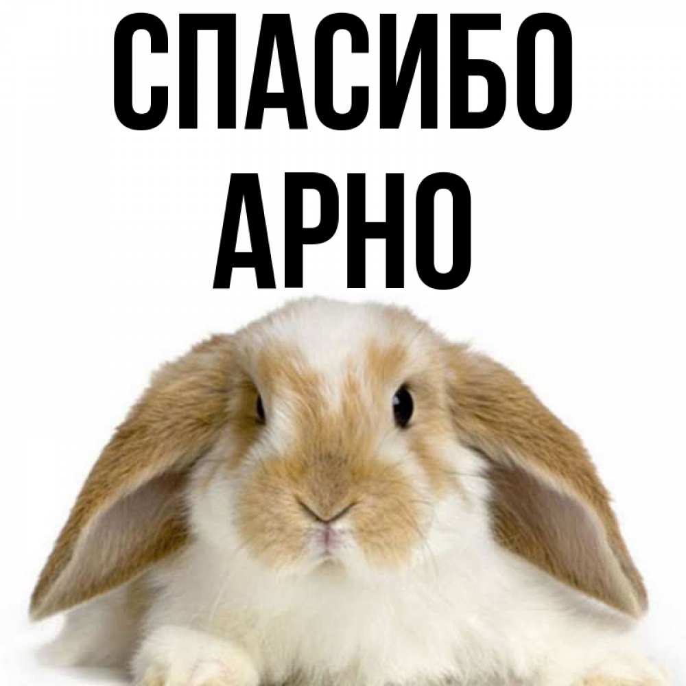 Открытка на каждый день с именем, Арно Спасибо коричнево белый заяц Прикольная открытка с пожеланием онлайн скачать бесплатно 