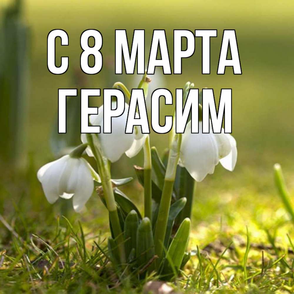 Открытка на каждый день с именем, Герасим С 8 МАРТА ранние цветы 2 Прикольная открытка с пожеланием онлайн скачать бесплатно 