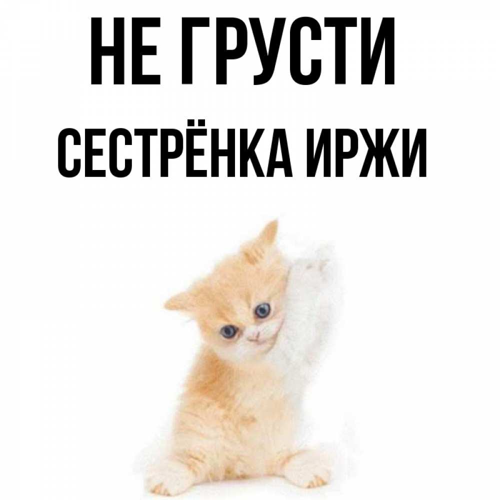 Открытка на каждый день с именем, Сестрёнка-Иржи Не грусти просящий кот Прикольная открытка с пожеланием онлайн скачать бесплатно 