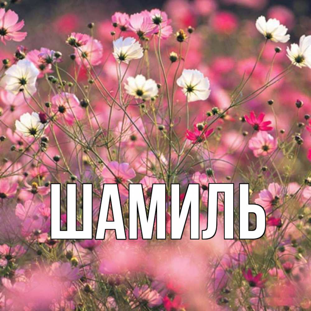 Открытка на каждый день с именем, Шамиль Главная красиво 1 Прикольная открытка с пожеланием онлайн скачать бесплатно 