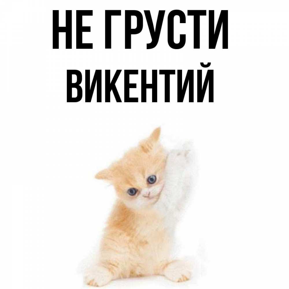 Открытка на каждый день с именем, Викентий Не грусти просящий кот Прикольная открытка с пожеланием онлайн скачать бесплатно 