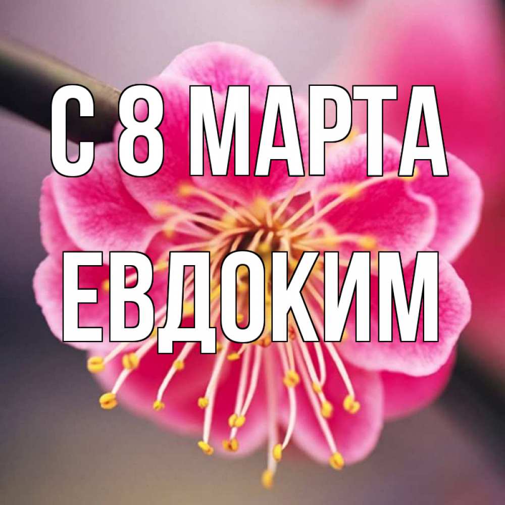 Открытка на каждый день с именем, Евдоким С 8 марта цветы Прикольная открытка с пожеланием онлайн скачать бесплатно 