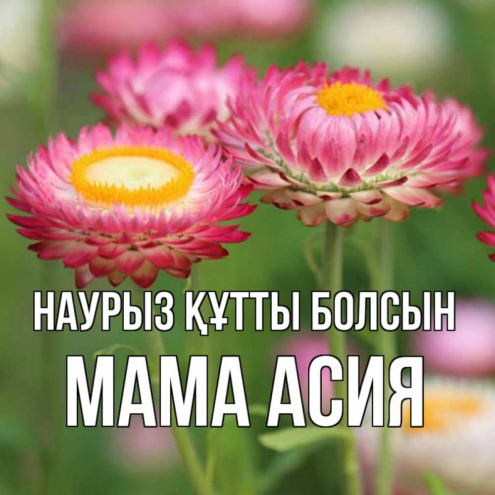 Открытка на каждый день с именем, Мама-Асия Наурыз құтты болсын подарок на международный женский день Прикольная открытка с пожеланием онлайн скачать бесплатно 
