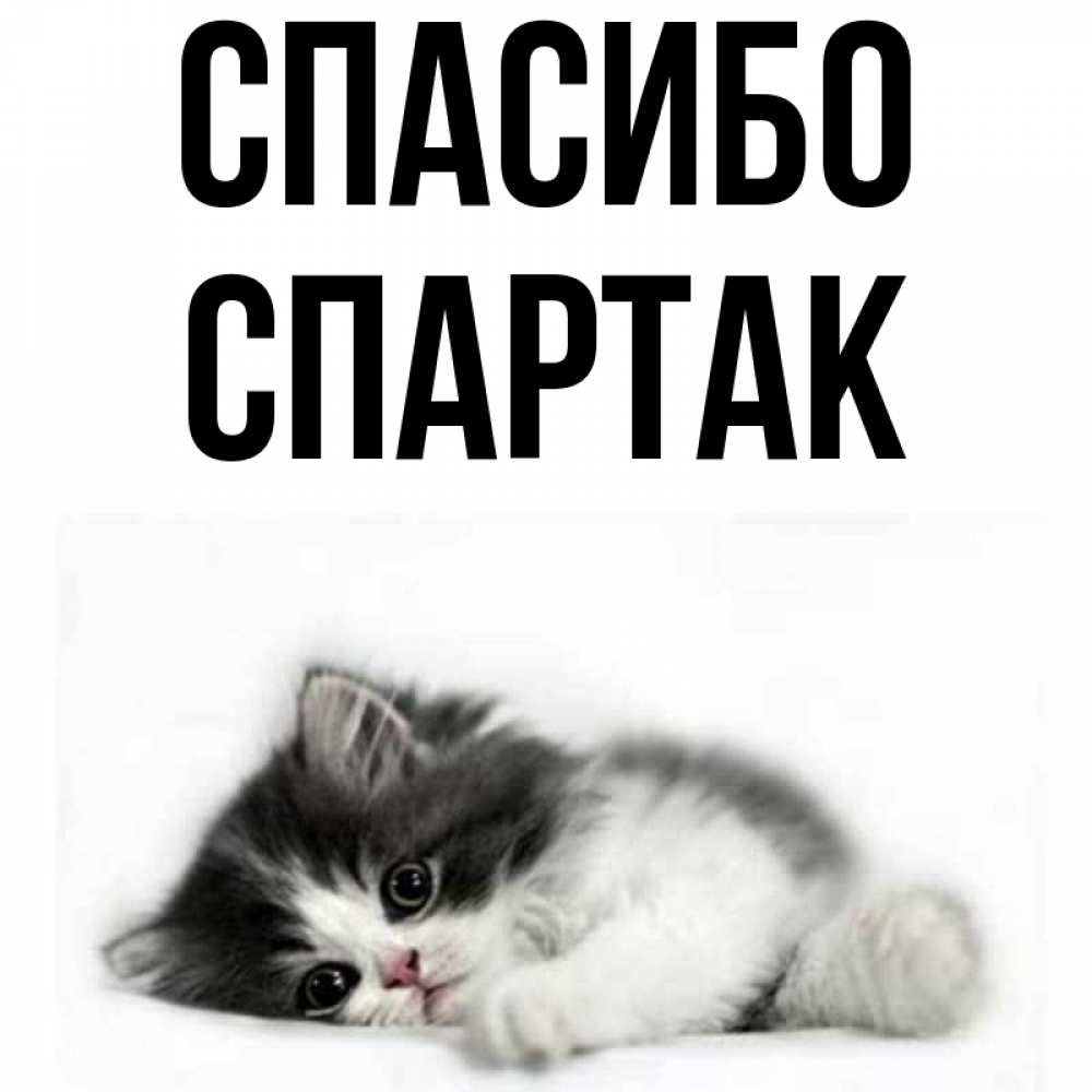 Открытка на каждый день с именем, Спартак Спасибо черный и белый кот Прикольная открытка с пожеланием онлайн скачать бесплатно 
