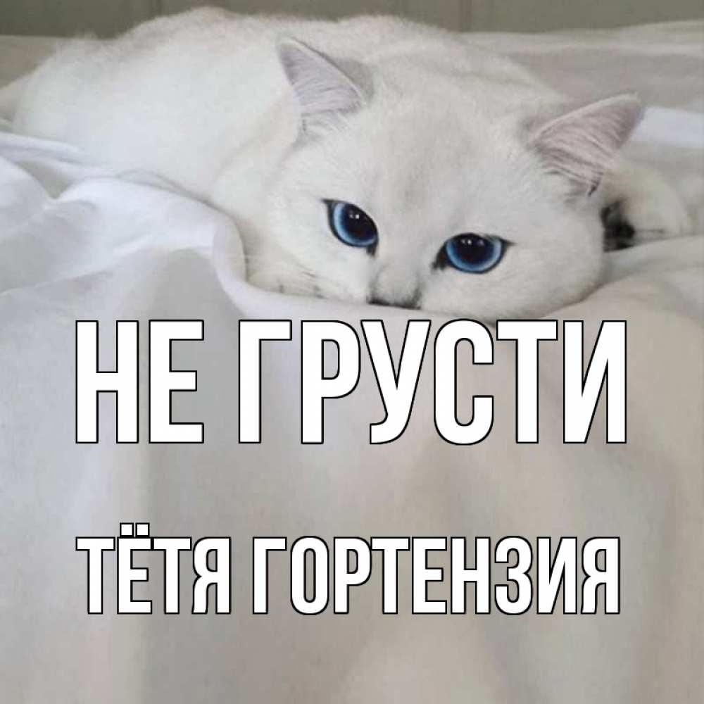 Открытка на каждый день с именем, Тётя-Гортензия Не грусти белый кот с голубыми глазами на белоснежной кровати Прикольная открытка с пожеланием онлайн скачать бесплатно 