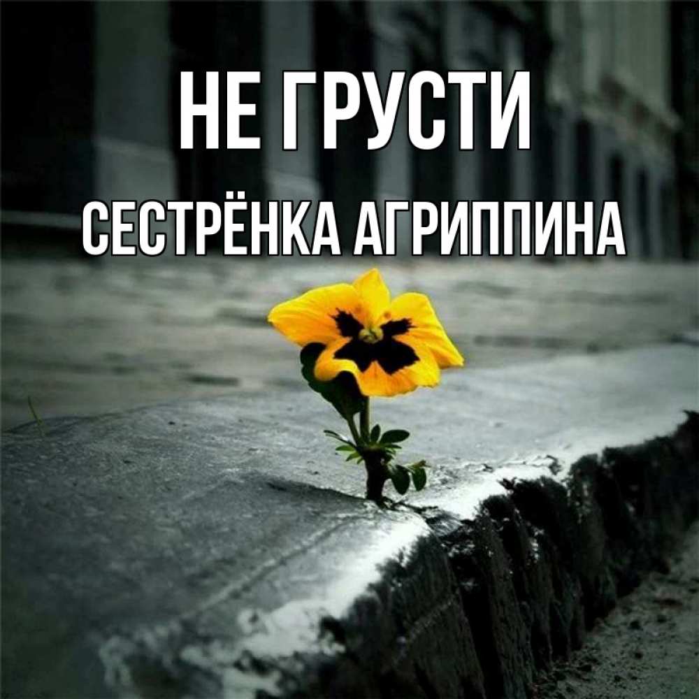 Открытка на каждый день с именем, Сестрёнка-Агриппина Не грусти не сдавайся Прикольная открытка с пожеланием онлайн скачать бесплатно 