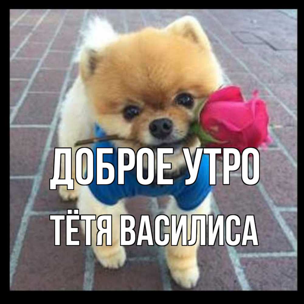 Открытка на каждый день с именем, Тётя-Василиса Доброе утро роза в зубах Прикольная открытка с пожеланием онлайн скачать бесплатно 