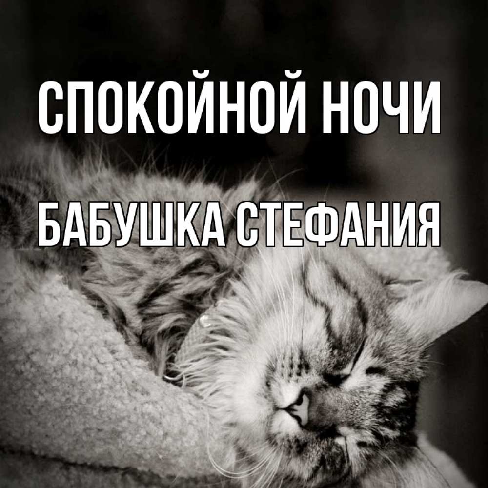 Открытка на каждый день с именем, Бабушка-Стефания Спокойной ночи котярик пушистый Прикольная открытка с пожеланием онлайн скачать бесплатно 