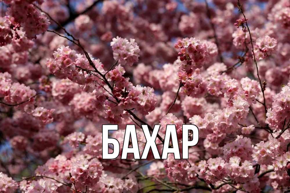 Открытка на каждый день с именем, Бахар Главная С 1 мая Прикольная открытка с пожеланием онлайн скачать бесплатно 