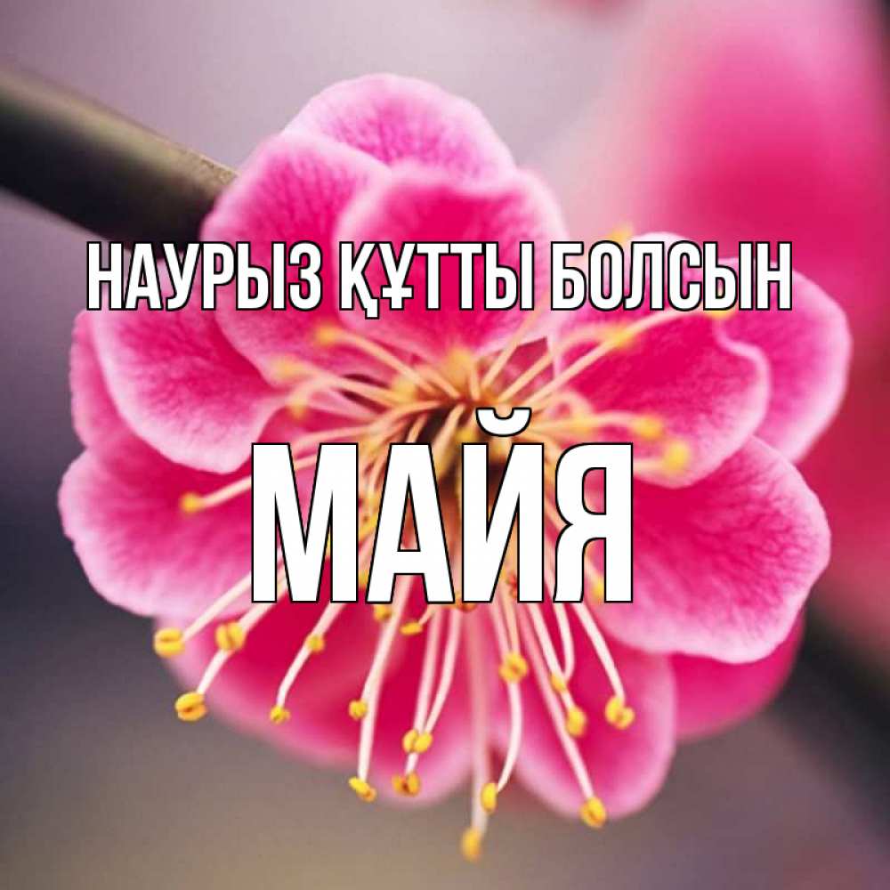 Открытка на каждый день с именем, Майя Наурыз құтты болсын цветы Прикольная открытка с пожеланием онлайн скачать бесплатно 