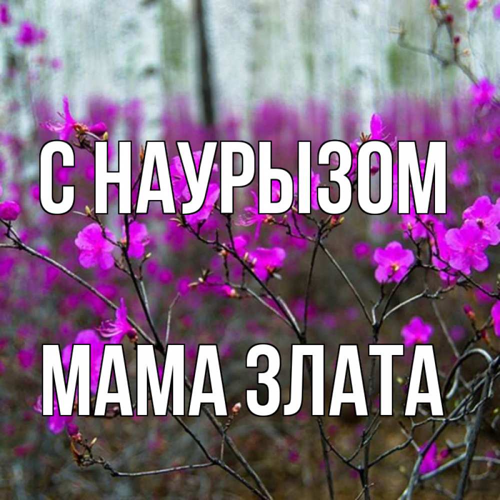 Открытка на каждый день с именем, Мама-Злата С наурызом дикие цветы Прикольная открытка с пожеланием онлайн скачать бесплатно 