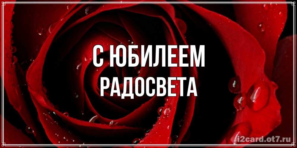 Открытка на каждый день с именем, Радосвета С юбилеем крупная бордовая роза Прикольная открытка с пожеланием онлайн скачать бесплатно 