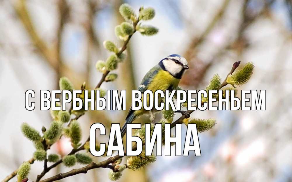 Открытка на каждый день с именем, Сабина С вербным воскресеньем верба Прикольная открытка с пожеланием онлайн скачать бесплатно 