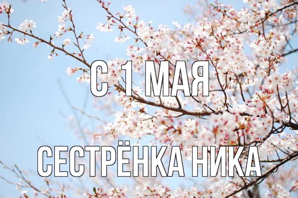 Открытка на каждый день с именем, Сестрёнка-Ника С 1 мая С 1 мая Прикольная открытка с пожеланием онлайн скачать бесплатно 