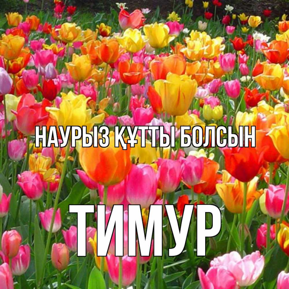 Открытка на каждый день с именем, Тимур Наурыз құтты болсын на наурыз  ура ура Прикольная открытка с пожеланием онлайн скачать бесплатно 