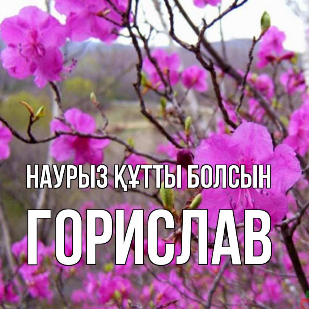 Открытка на каждый день с именем, Горислав Наурыз құтты болсын наурыз мейрамы кутты болсын Прикольная открытка с пожеланием онлайн скачать бесплатно 