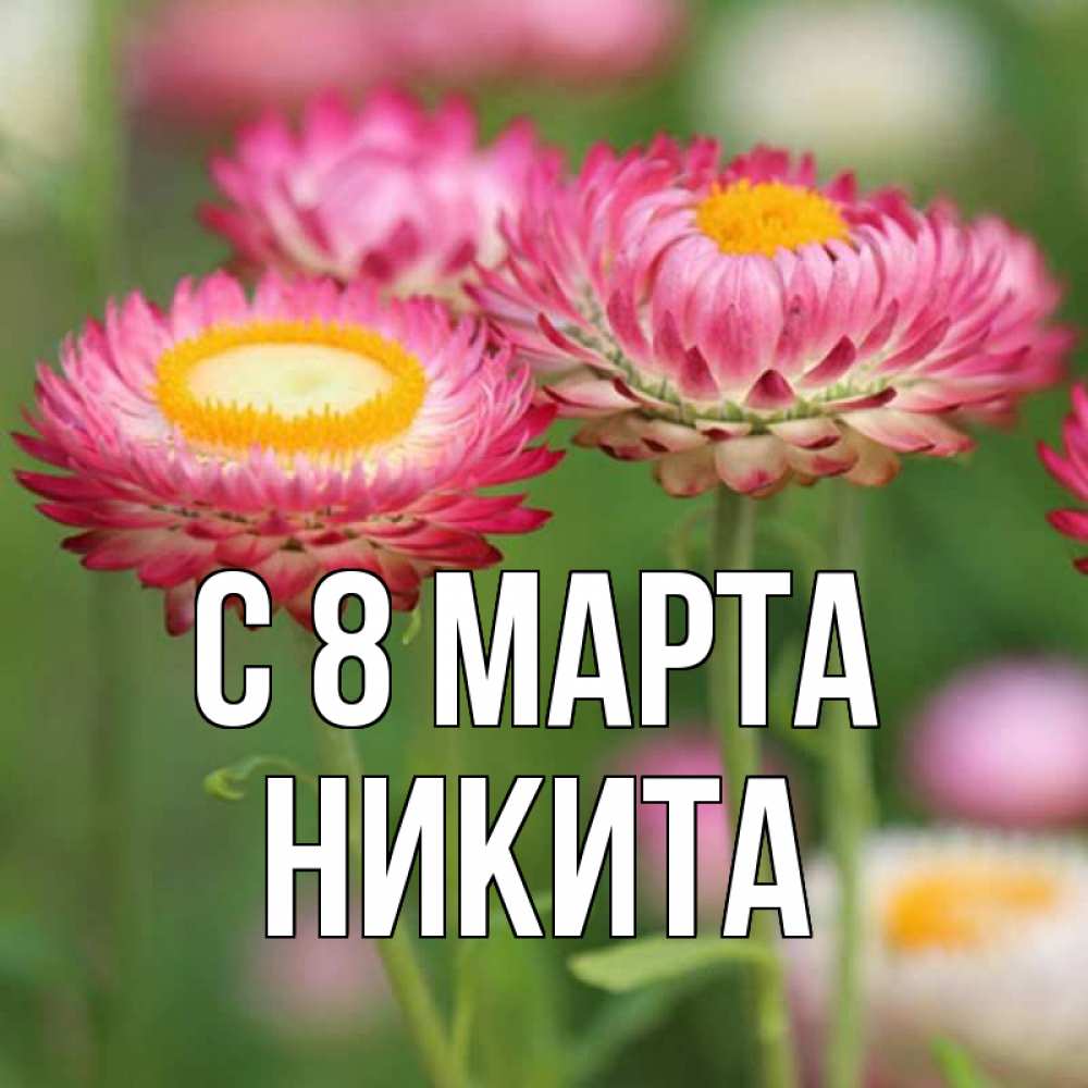 Открытка на каждый день с именем, Никита С 8 МАРТА подарок на международный женский день Прикольная открытка с пожеланием онлайн скачать бесплатно 