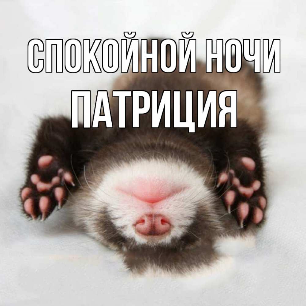Открытка на каждый день с именем, Патриция Спокойной ночи зверек Прикольная открытка с пожеланием онлайн скачать бесплатно 