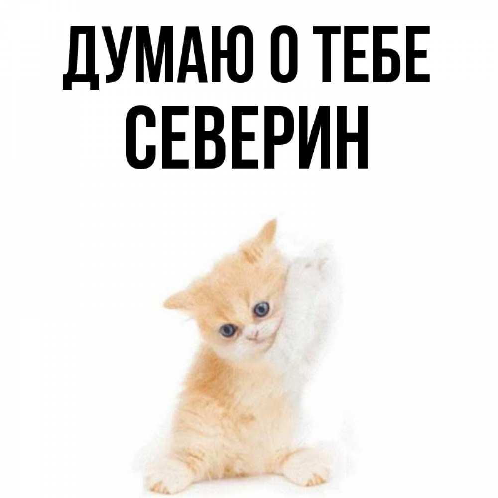 Открытка на каждый день с именем, Северин Думаю о тебе зверушки и милота Прикольная открытка с пожеланием онлайн скачать бесплатно 