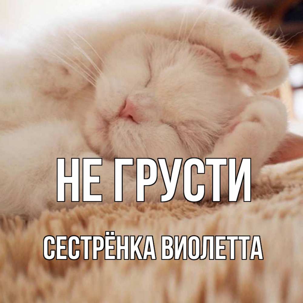 Открытка на каждый день с именем, Сестрёнка-Виолетта Не грусти белый кот Прикольная открытка с пожеланием онлайн скачать бесплатно 