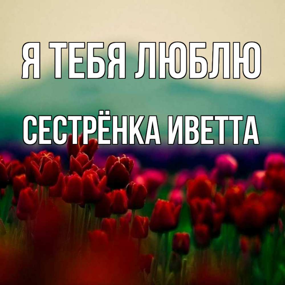 Открытка на каждый день с именем, Сестрёнка-Иветта Я тебя люблю тюльпаны 4 Прикольная открытка с пожеланием онлайн скачать бесплатно 