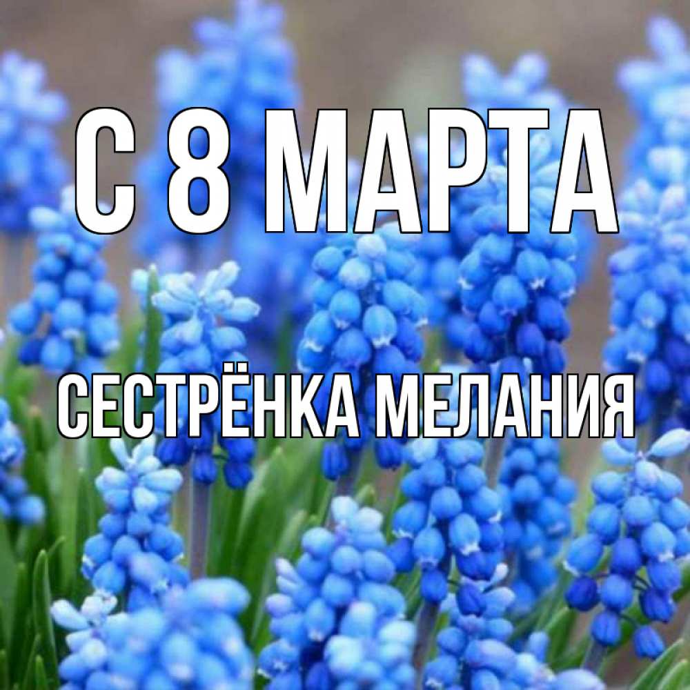Открытка на каждый день с именем, Сестрёнка-Мелания С 8 марта Поздравительная открытка для женщин с цветами на праздничную дату Прикольная открытка с пожеланием онлайн скачать бесплатно 