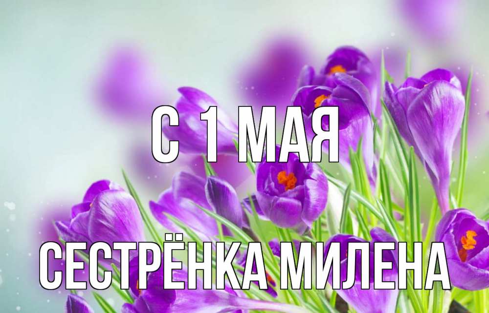 Открытка на каждый день с именем, Сестрёнка-Милена С 1 мая 1 мая Прикольная открытка с пожеланием онлайн скачать бесплатно 