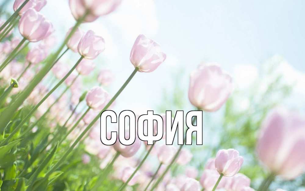 Открытка на каждый день с именем, София Главная С 1 мая Прикольная открытка с пожеланием онлайн скачать бесплатно 