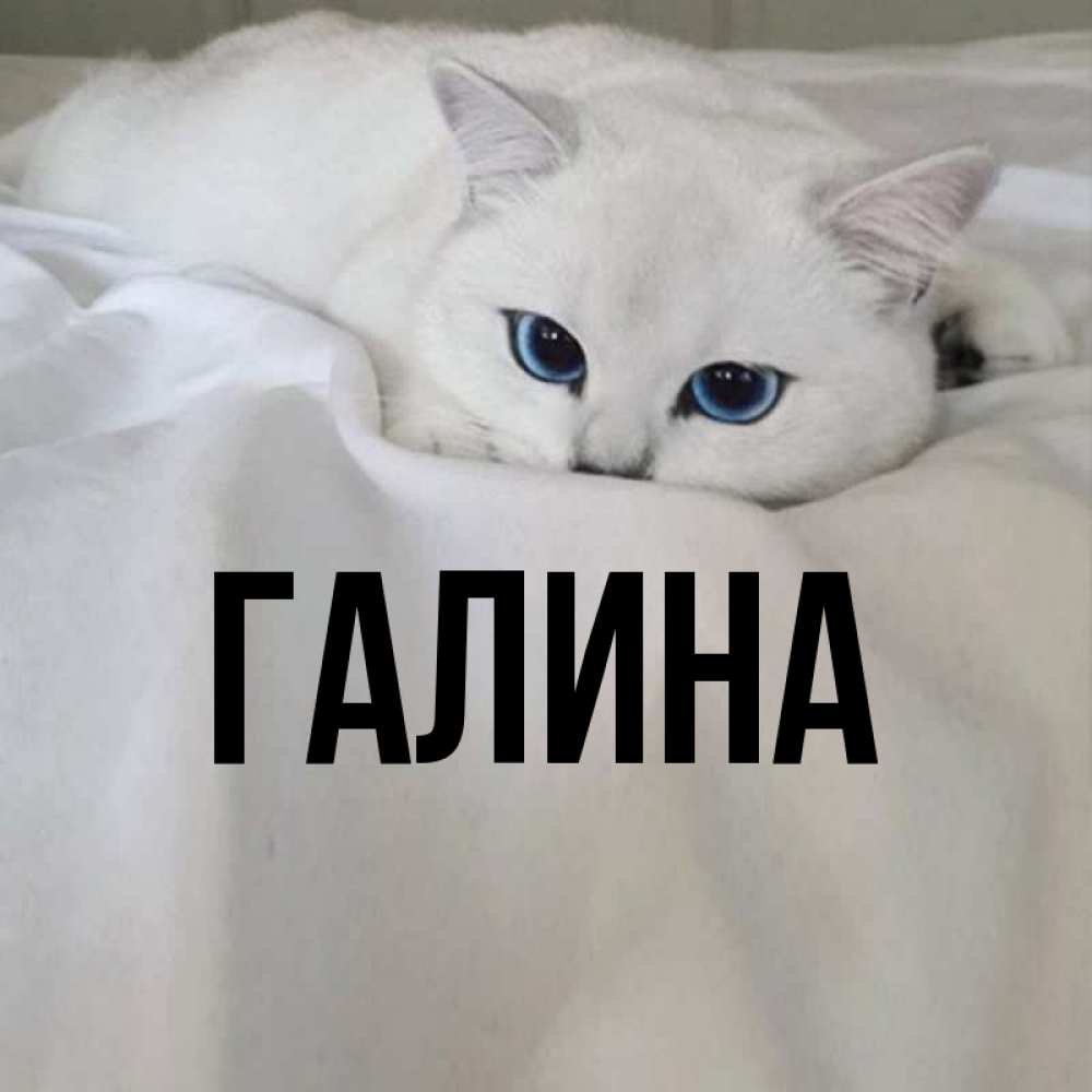 Открытка на каждый день с именем, Галина Главная Голубоглазая кошка Прикольная открытка с пожеланием онлайн скачать бесплатно 