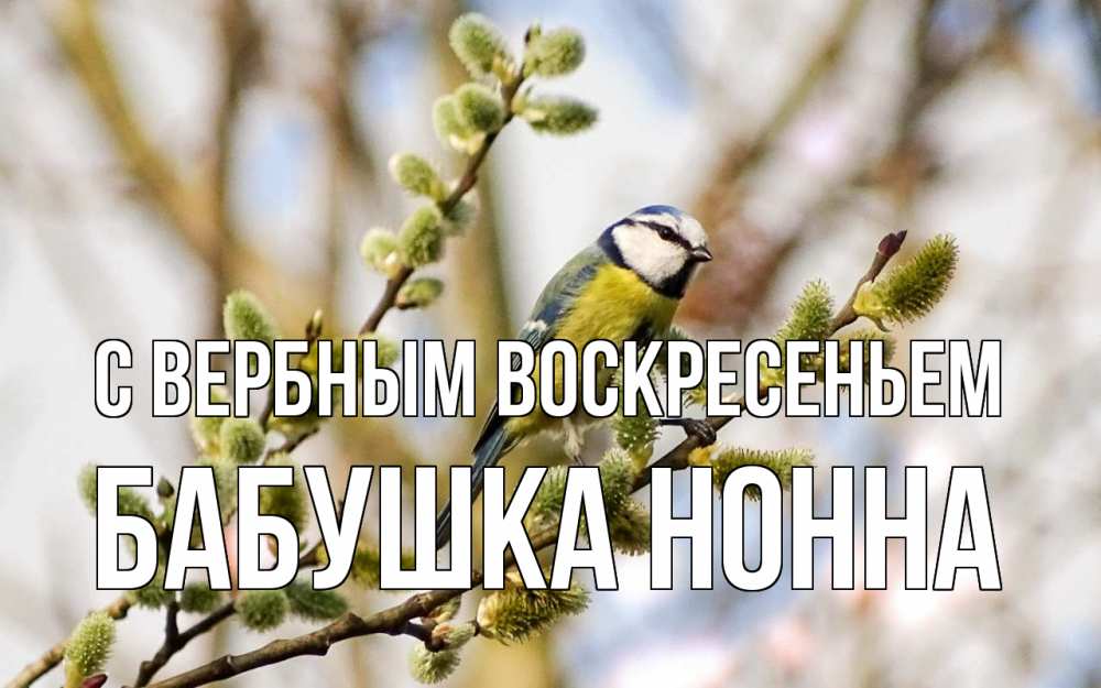 Открытка на каждый день с именем, Бабушка-Нонна С вербным воскресеньем верба Прикольная открытка с пожеланием онлайн скачать бесплатно 