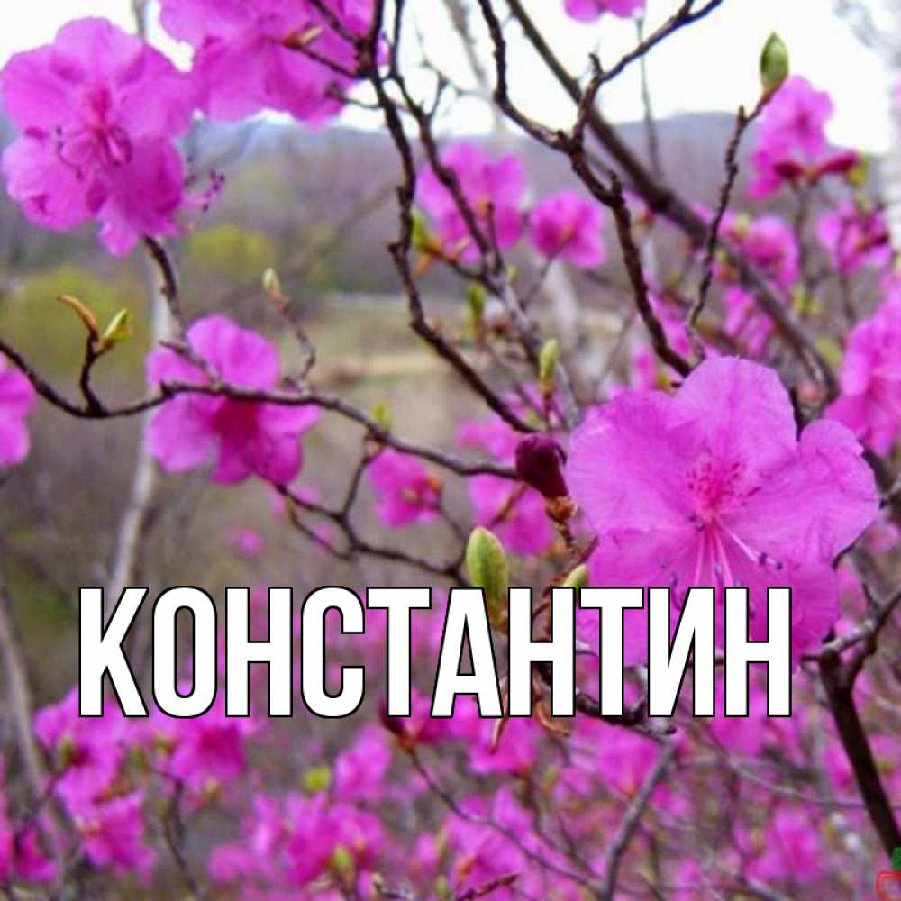 Открытка на каждый день с именем, Константин Главная международный женский день Прикольная открытка с пожеланием онлайн скачать бесплатно 