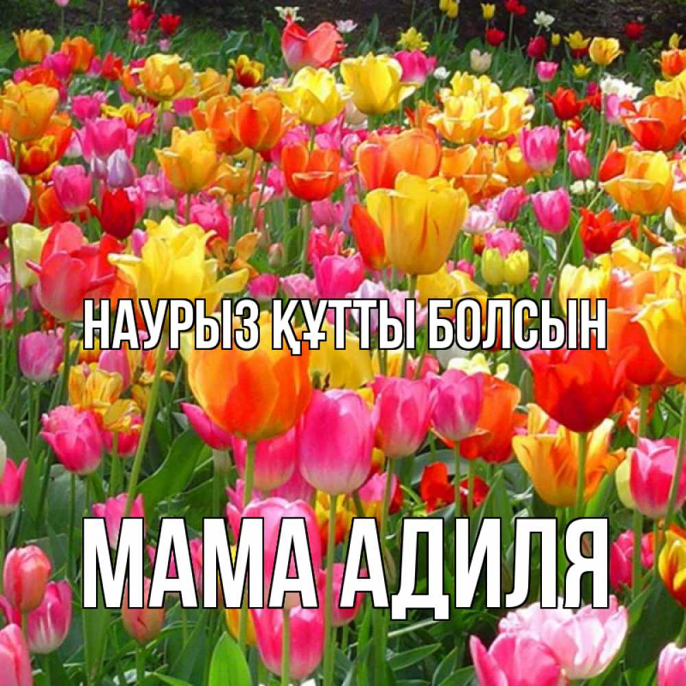 Открытка на каждый день с именем, Мама-Адиля Наурыз құтты болсын на наурыз  ура ура Прикольная открытка с пожеланием онлайн скачать бесплатно 