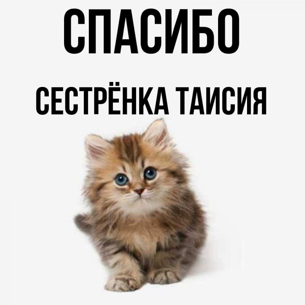 Открытка на каждый день с именем, Сестрёнка-Таисия Спасибо пушистый котик Прикольная открытка с пожеланием онлайн скачать бесплатно 