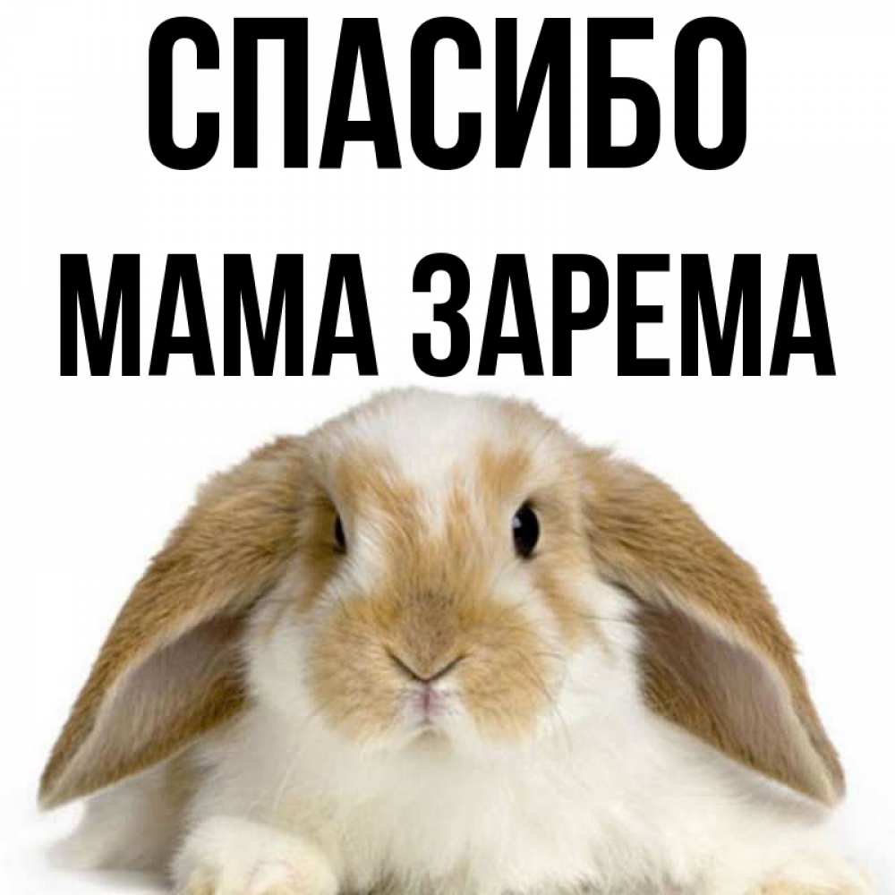 Открытка на каждый день с именем, Мама-Зарема Спасибо коричнево белый заяц Прикольная открытка с пожеланием онлайн скачать бесплатно 