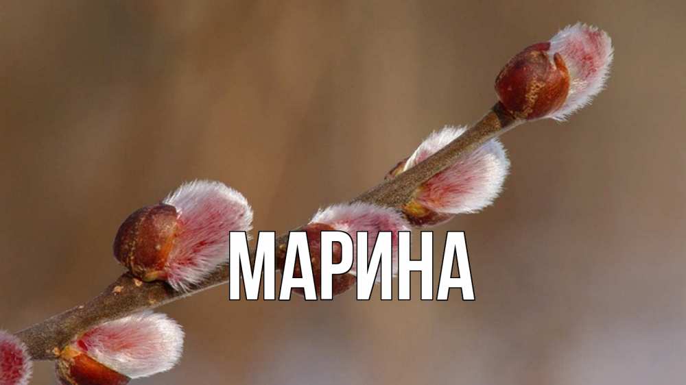 Открытка на каждый день с именем, Марина Главная верба Прикольная открытка с пожеланием онлайн скачать бесплатно 