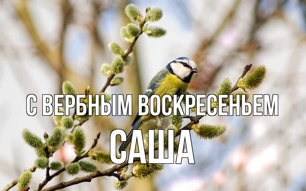 Открытка на каждый день с именем, Саша С вербным воскресеньем верба Прикольная открытка с пожеланием онлайн скачать бесплатно 