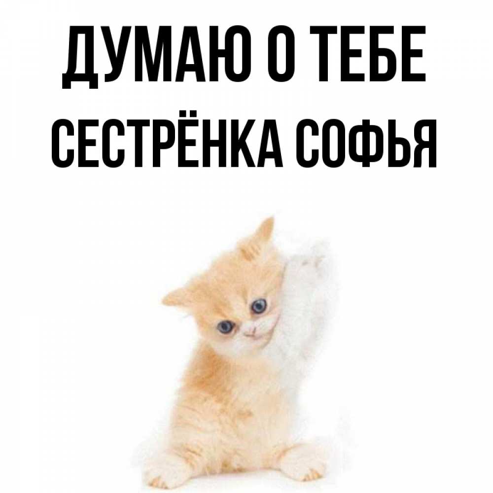 Открытка на каждый день с именем, Сестрёнка-Софья Думаю о тебе зверушки и милота Прикольная открытка с пожеланием онлайн скачать бесплатно 