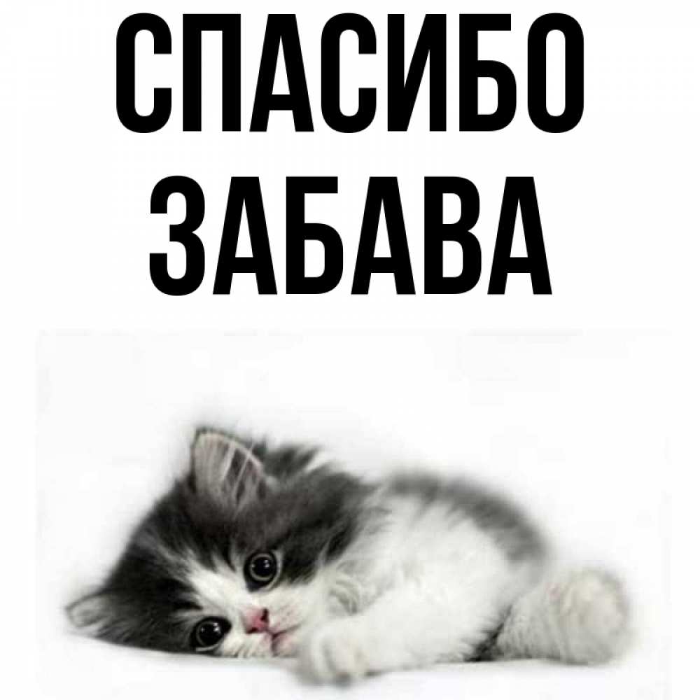 Открытка на каждый день с именем, Забава Спасибо черный и белый кот Прикольная открытка с пожеланием онлайн скачать бесплатно 