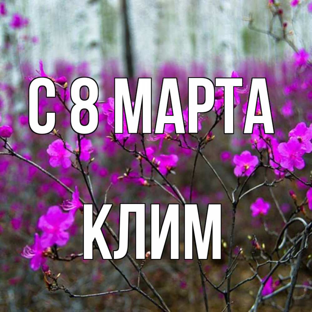 Открытка на каждый день с именем, Клим С 8 марта дикие цветы Прикольная открытка с пожеланием онлайн скачать бесплатно 
