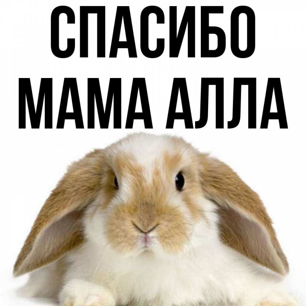 Открытка на каждый день с именем, Мама-Алла Спасибо коричнево белый заяц Прикольная открытка с пожеланием онлайн скачать бесплатно 