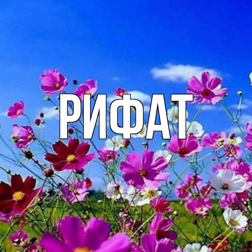 Открытка на каждый день с именем, Рифат Главная цветы Прикольная открытка с пожеланием онлайн скачать бесплатно 