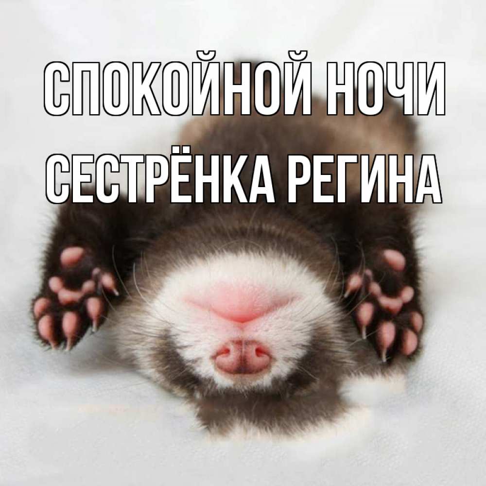 Открытка на каждый день с именем, Сестрёнка-Регина Спокойной ночи зверек Прикольная открытка с пожеланием онлайн скачать бесплатно 