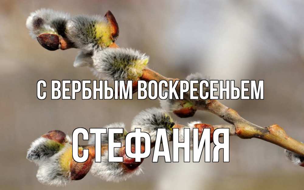 Открытка на каждый день с именем, Стефания С вербным воскресеньем Верба Прикольная открытка с пожеланием онлайн скачать бесплатно 