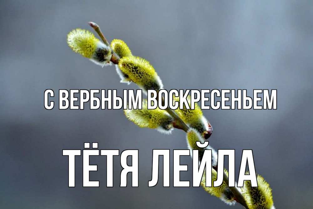 Открытка на каждый день с именем, Тётя-Лейла С вербным воскресеньем верба Прикольная открытка с пожеланием онлайн скачать бесплатно 