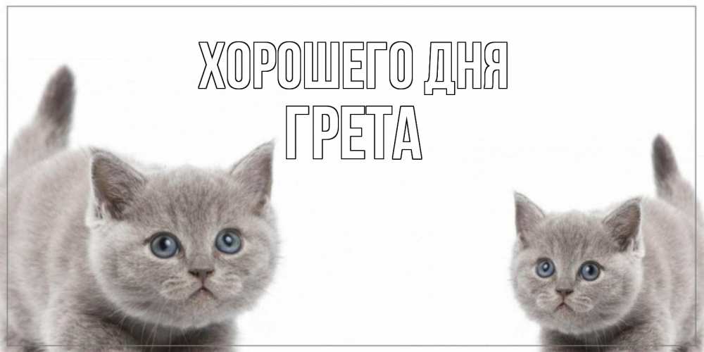 Открытка на каждый день с именем, Грета Хорошего дня открытка с котами Прикольная открытка с пожеланием онлайн скачать бесплатно 