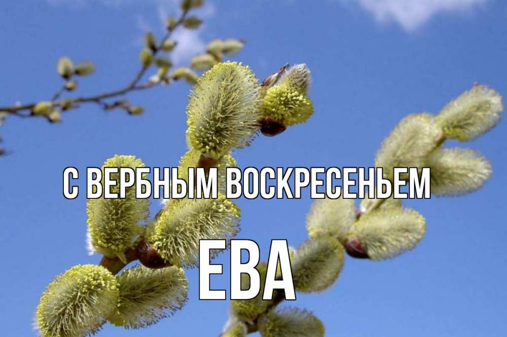 Открытка на каждый день с именем, Ева С вербным воскресеньем верба Прикольная открытка с пожеланием онлайн скачать бесплатно 