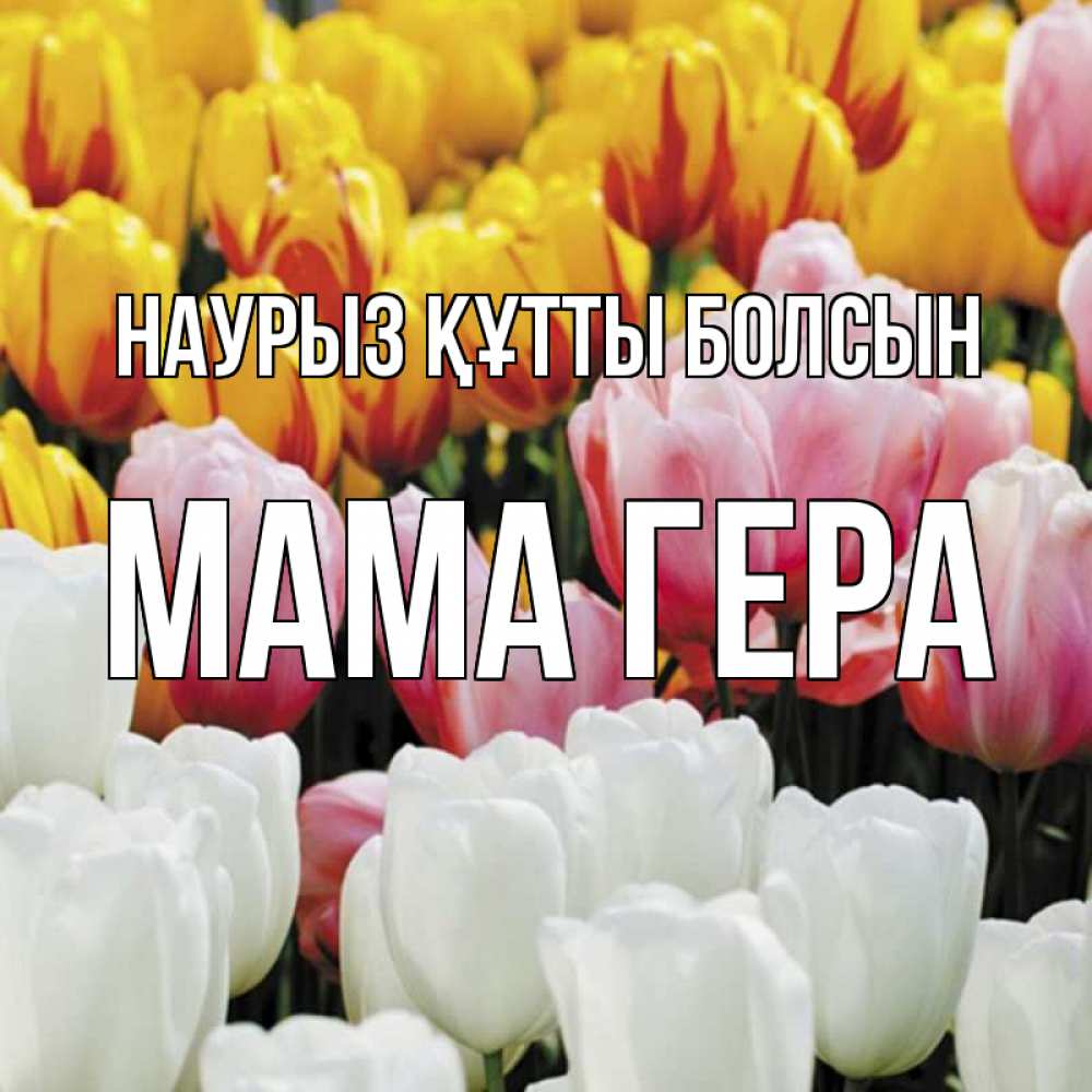 Открытка на каждый день с именем, Мама-Гера Наурыз құтты болсын разноцветные цветы Прикольная открытка с пожеланием онлайн скачать бесплатно 